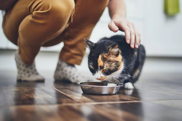 Домашнє життя з кішкою — стокове фото
