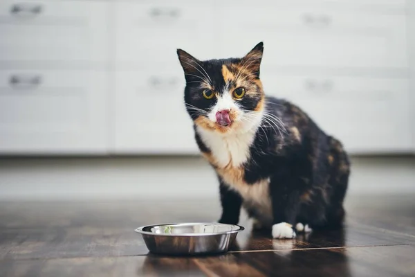 Gato hambriento en casa cocina — Foto de Stock