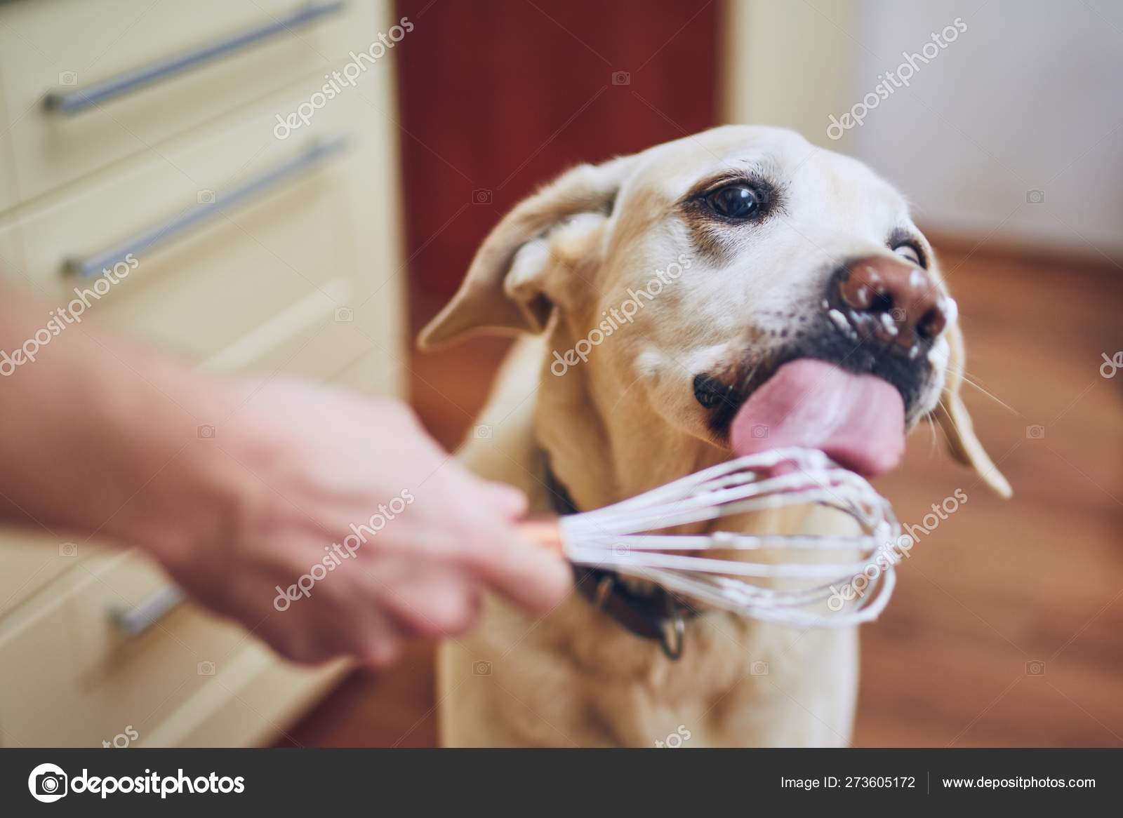Dog licking cream Stock Photo by ©Chalabala 273605172