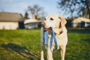 köpek holding tasma ağzına