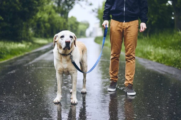 Yağmurda köpekli adam — Stok fotoğraf