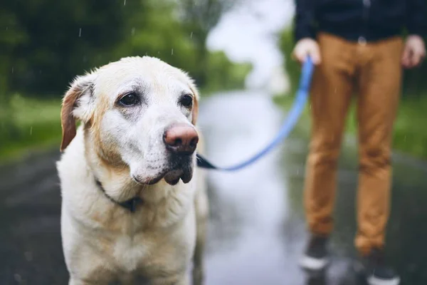 Homme avec chien sous la pluie — Photo