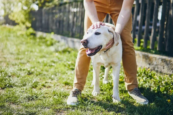 Gelukkige hond en zijn eigenaar — Stockfoto