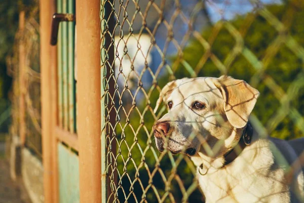 Hond wachten achter hek — Stockfoto