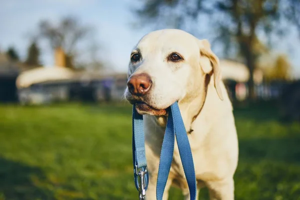 Dog holding leash in mouth