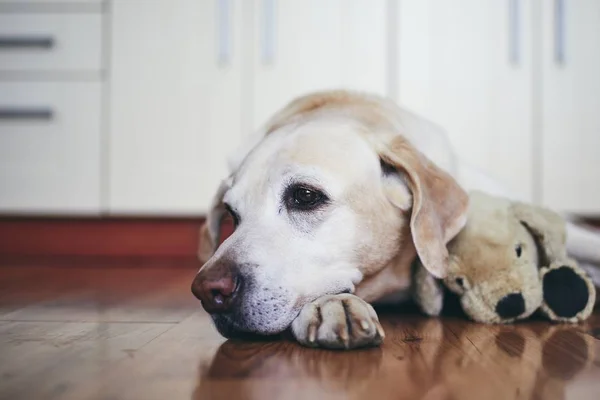 Старая собака на домашней кухне — стоковое фото
