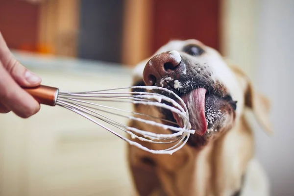 Hund slickar grädde — Stockfoto