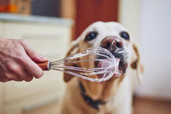 Hond likken crème — Stockfoto