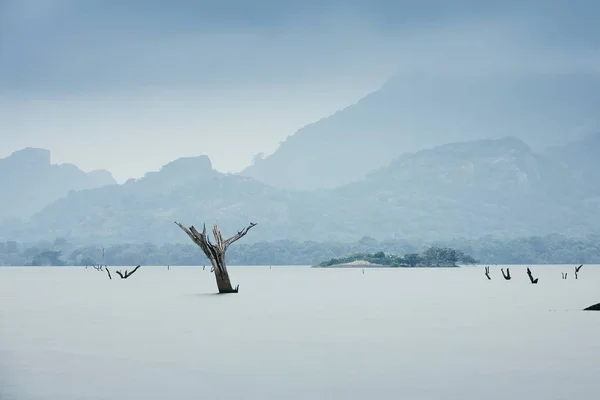 Мертвые деревья в воде — стоковое фото