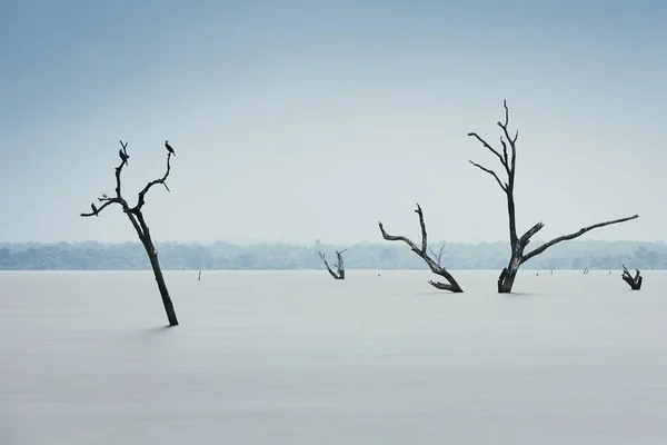 As árvores mortas na água — Fotografia de Stock