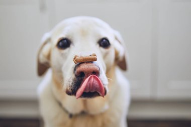 Dog balancing dog biscuit on his nose clipart