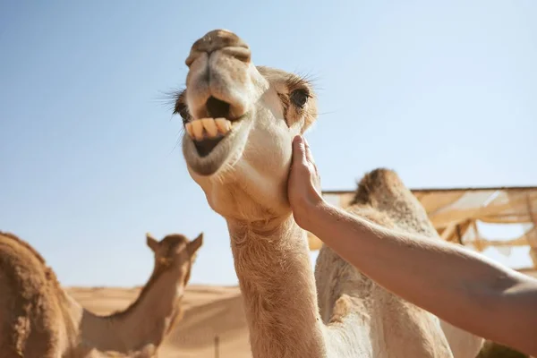 Чоловік погладжує щасливий верблюд — стокове фото