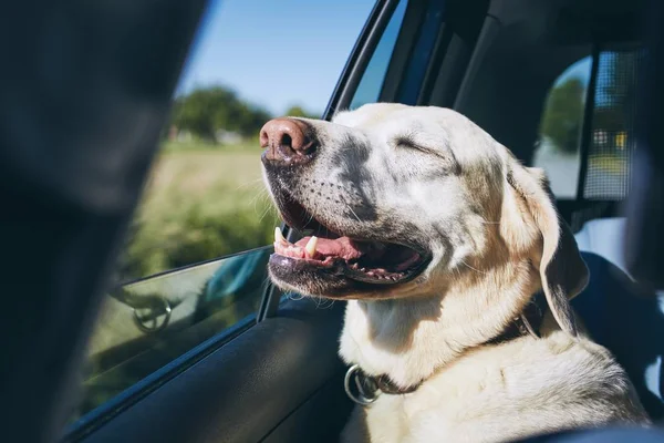 Hond genieten van reizen met de auto — Stockfoto