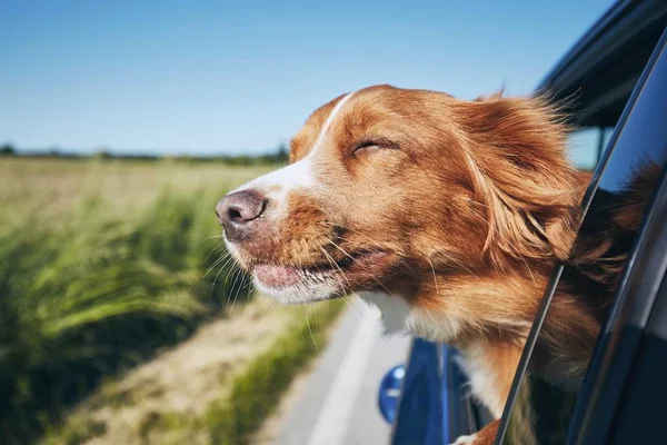 Dog travel by car — Stock Photo, Image