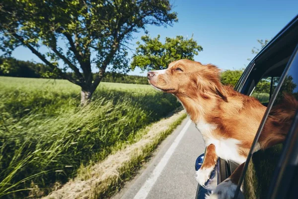 Dog travel by car — Stock Photo, Image