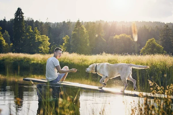 犬と牧歌的な夏の時間 — ストック写真