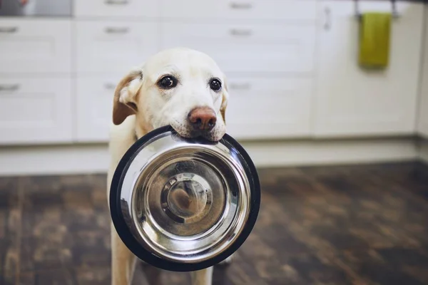 Cão à espera de alimentação — Fotografia de Stock