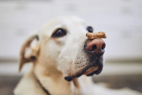 Dog balancing dog biscuit on his nose — Stock Photo, Image