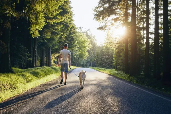 Zomer met hond — Stockfoto