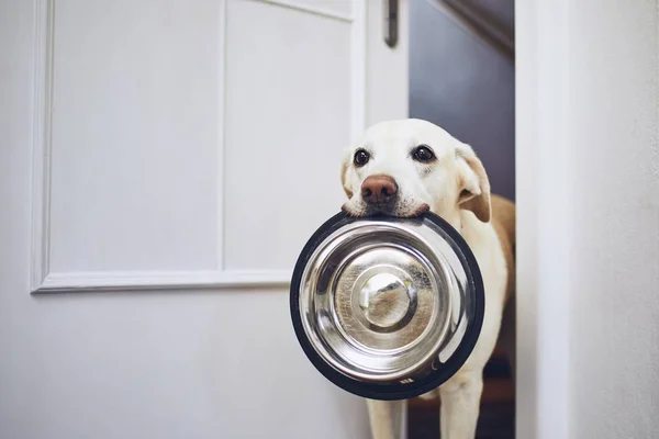 Cão à espera de alimentação — Fotografia de Stock