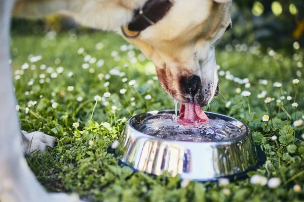 Dog drinking water from bowl — Stock Photo, Image