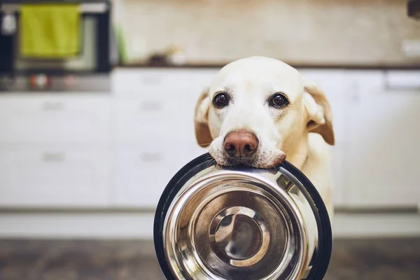 Hund väntar på utfodring — Stockfoto