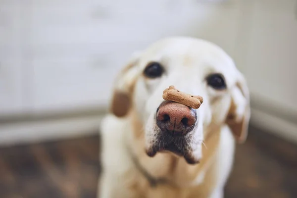 Собака балансирует собачье печенье на носу — стоковое фото