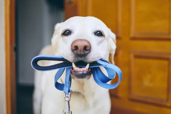 Köpeği yürüyüşe bekliyor — Stok fotoğraf