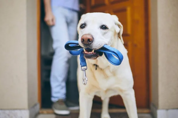 Perro esperando a caminar —  Fotos de Stock