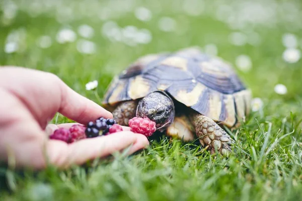 Himbeere und Brombeere für die heimische Schildkröte — Stockfoto