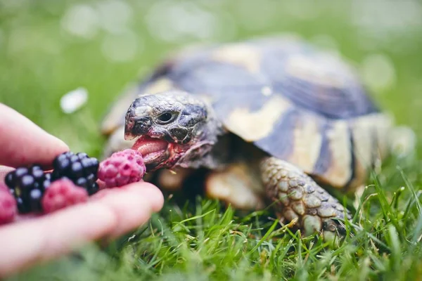 Himbeere und Brombeere für die heimische Schildkröte — Stockfoto