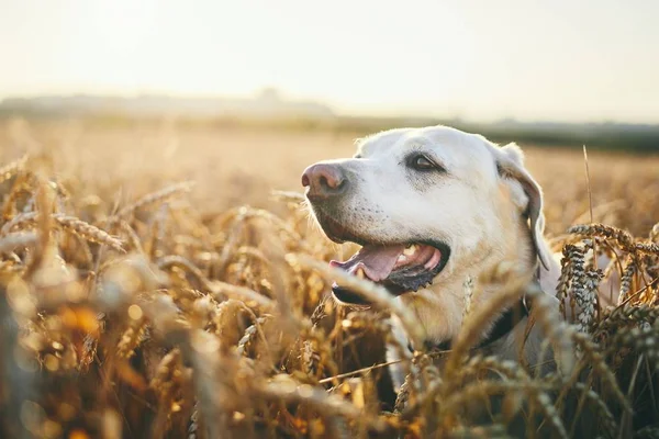 Dog in heat summer day — Stock Photo, Image