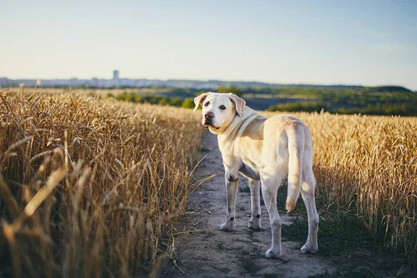 Pies w upalny letni dzień — Zdjęcie stockowe