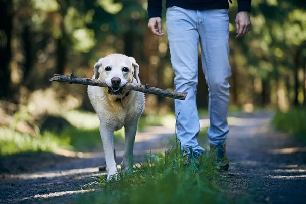 森林里带着狗的人在阳光明媚的日子 拉布拉多猎犬和它的主人牵着手杖在人行道上散步 — 图库照片