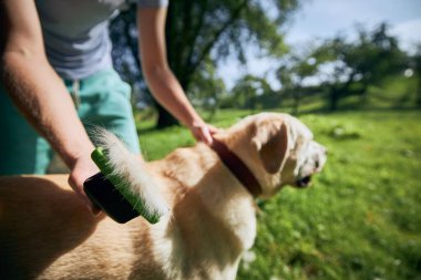 Rutin köpek bakımı. Hayvan sahibi labrador av köpeğinin kürkünü fırçalıyor..