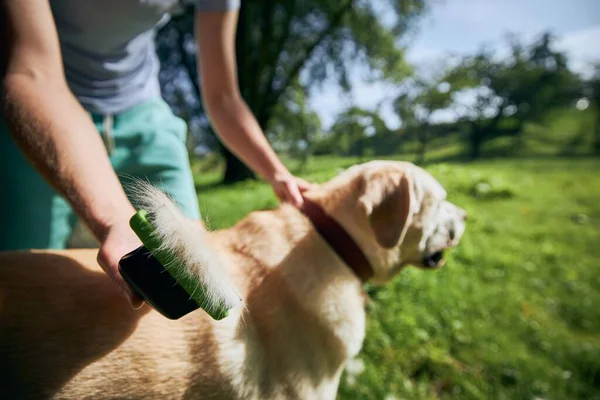 Routine dog care. Pet owner is brushing fur of his labrador retriever.