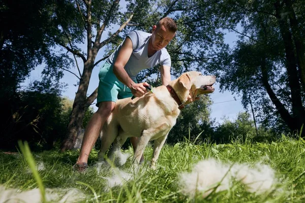 Rutinmässig Hundvård Djurägare Borstar Päls Sin Labrador Retriever — Stockfoto