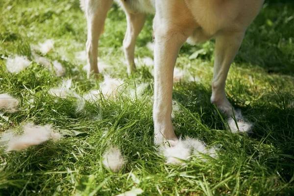 Routine dog care. Falling fur on grass during brushing.