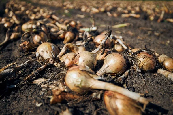 Rijp Uien Een Rij Het Veld Klaar Voor Oogst — Stockfoto