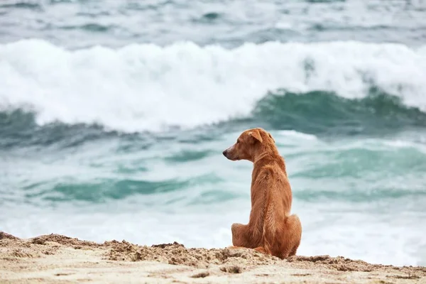 Ensam Hund Sitter Stranden Och Tittar Havet — Stockfoto