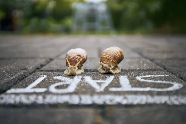 Close Racing Snails Front Start Line Themes Competition Winning Funny — Stock Photo, Image