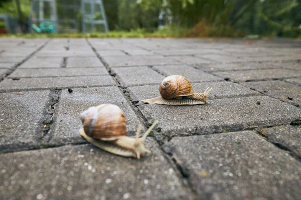 Close Dois Caracóis Rastejantes Pavimento Jardim — Fotografia de Stock