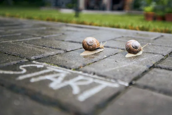 Close Racing Snails Start Line Themes Competition Winning Funny Animals — Stock Photo, Image
