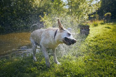 Gün batımında gölette yüzdükten sonra suyu sallayan köpek (labrador retriever).