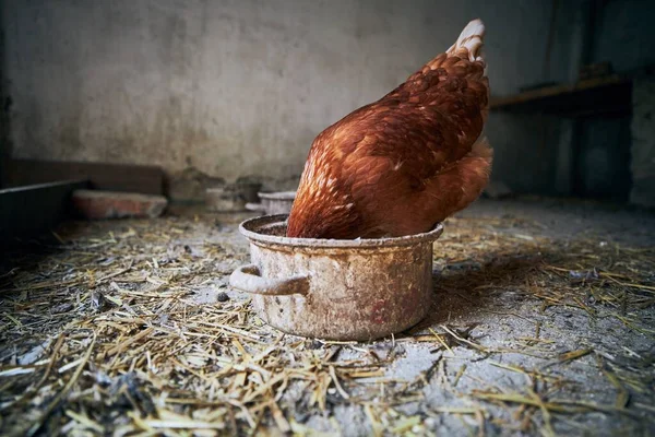 Tyúk Szabad Tartású Étkezési Elavult Pot Belsejében Kis Biogazdaság — Stock Fotó
