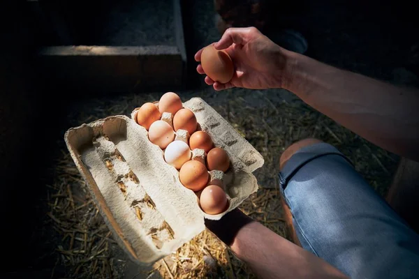 Homem Coletando Ovos Para Bandeja Pequena Fazenda Orgânica — Fotografia de Stock