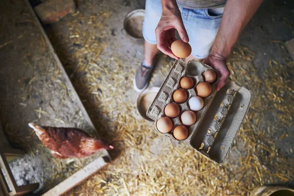 Homem Coletando Ovos Para Bandeja Pequena Fazenda Orgânica — Fotografia de Stock