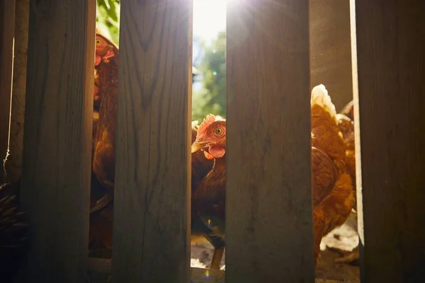 Kelompok Ayam Belakang Pagar Kayu Pertanian Organik Kecil — Stok Foto