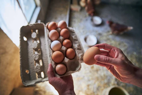 Manusia Mengumpulkan Telur Untuk Nampan Pertanian Organik Kecil — Stok Foto