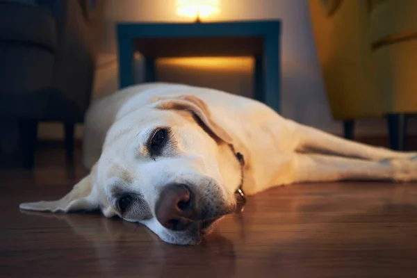 古い犬は居心地の良い家で休んでいる 疲れたラブラドールが横になってカメラを見て — ストック写真